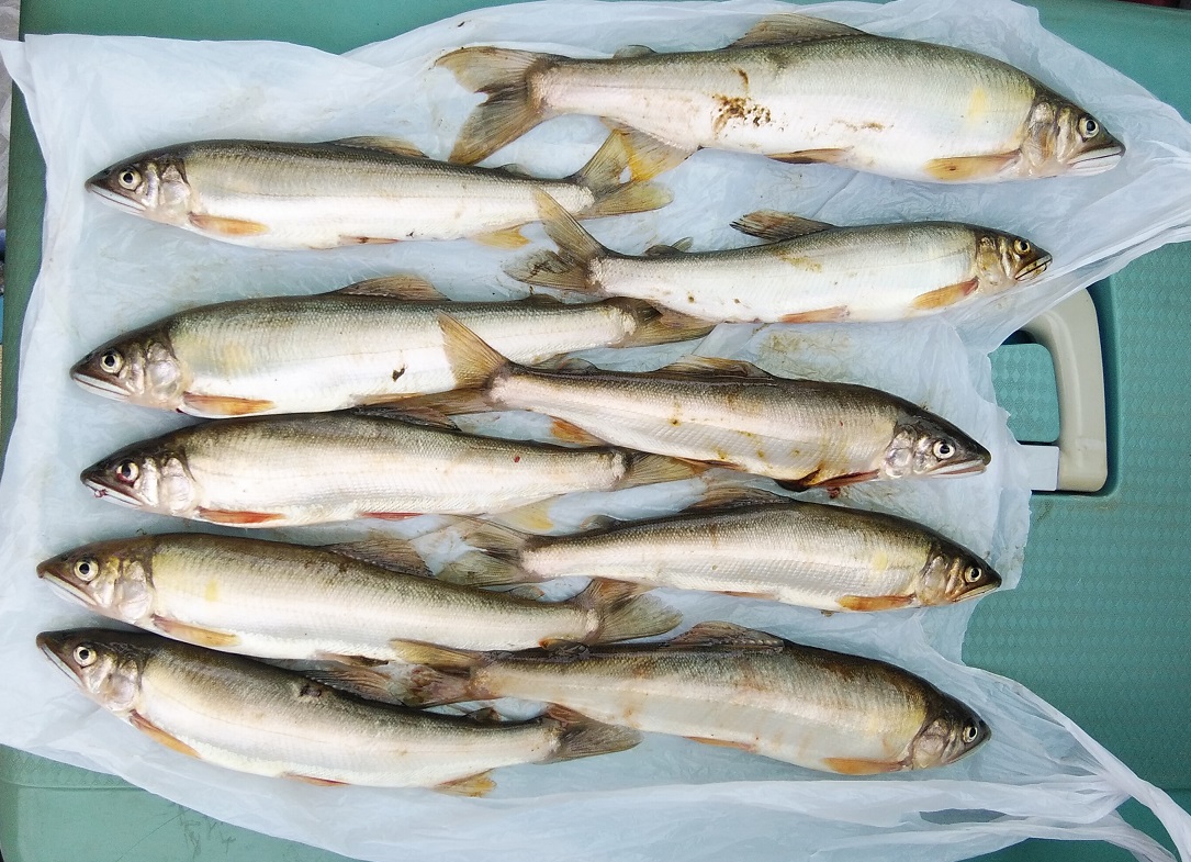 岡山県M氏 アユ 千代川漁業協同組合