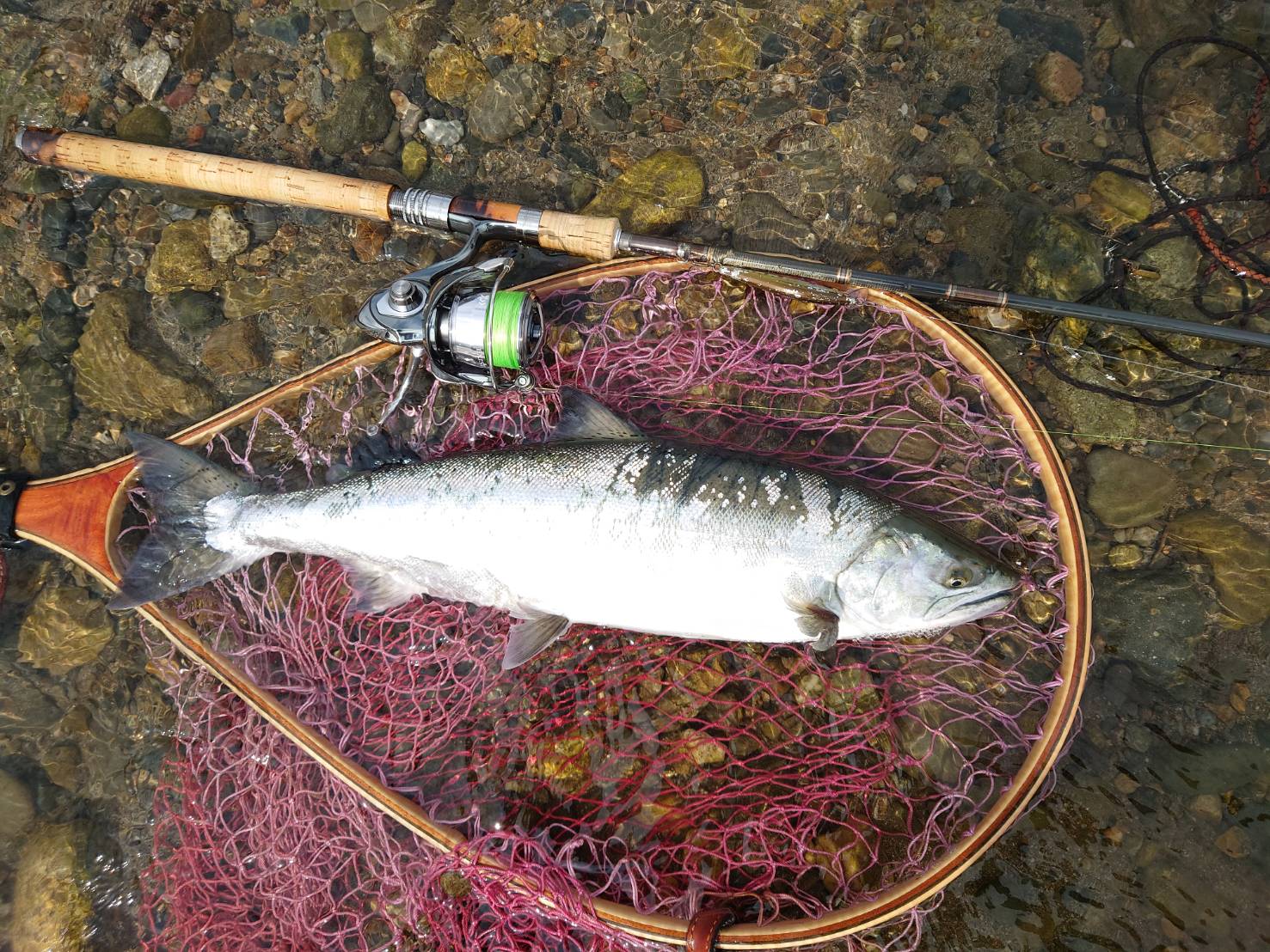 サクラマス釣り引退セット① 鳥取市O氏 サクラマス | 千代川漁業協同組合