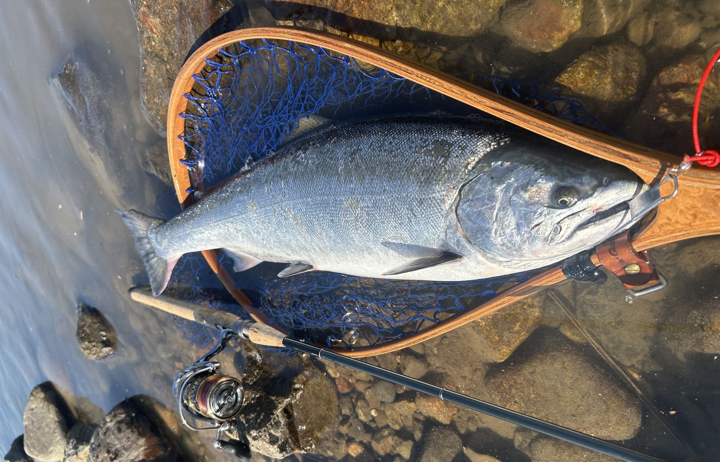 鳥取市M氏 サクラマス | 千代川漁業協同組合